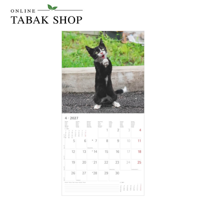 Funny Cats (Wandkalender) April