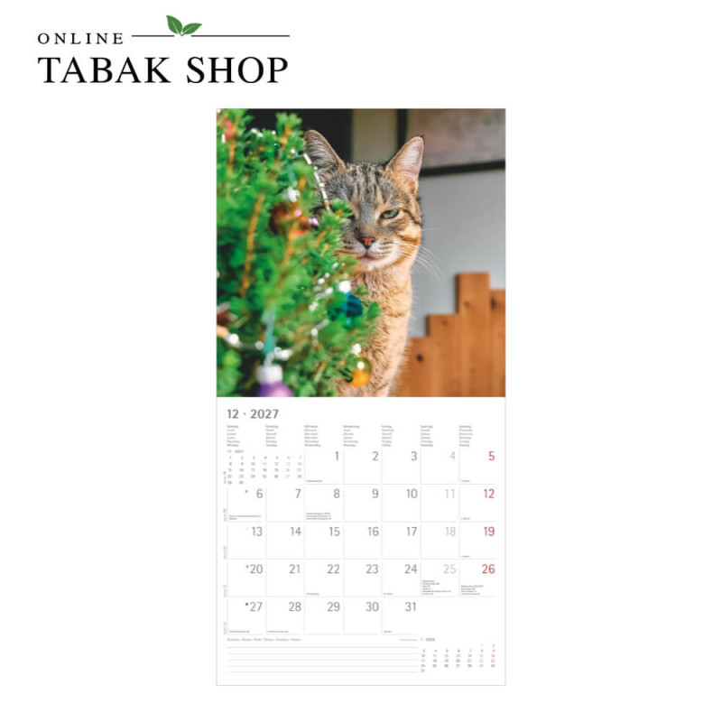 Funny Cats (Wandkalender) Dezember