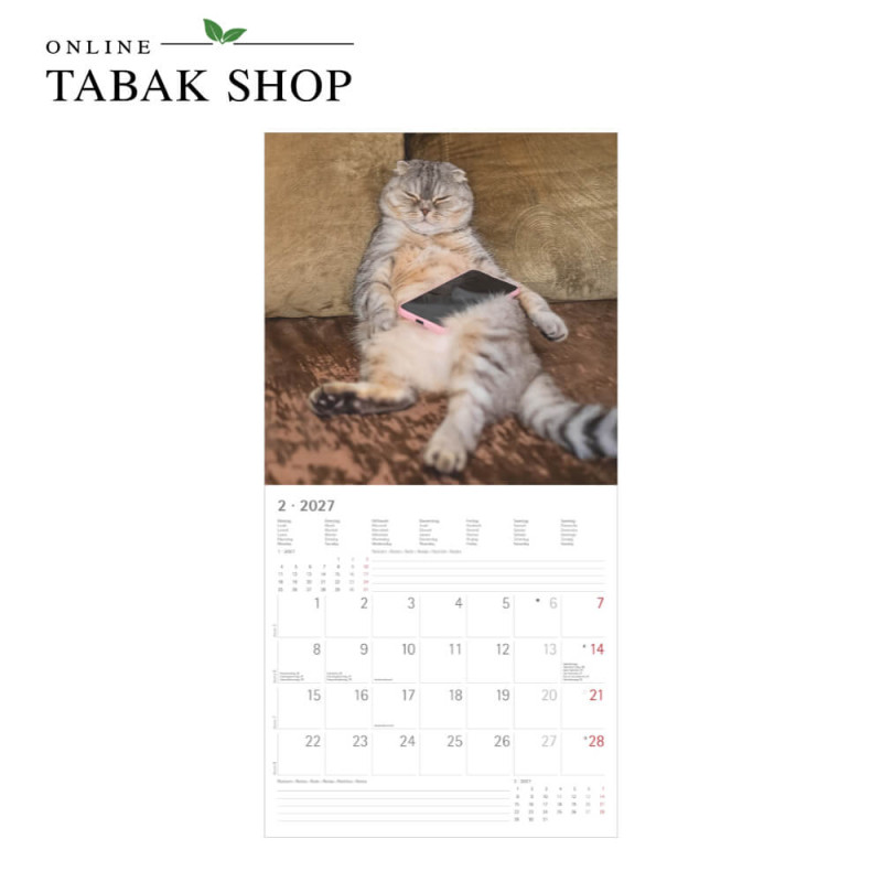 Funny Cats (Wandkalender) Februar