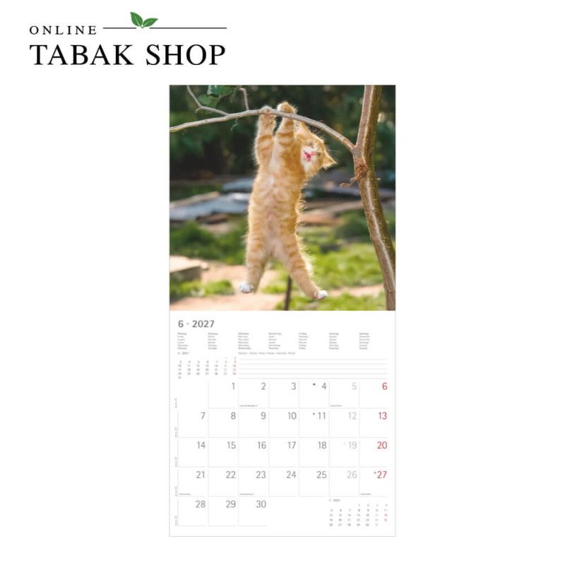 Funny Cats (Wandkalender) Juni