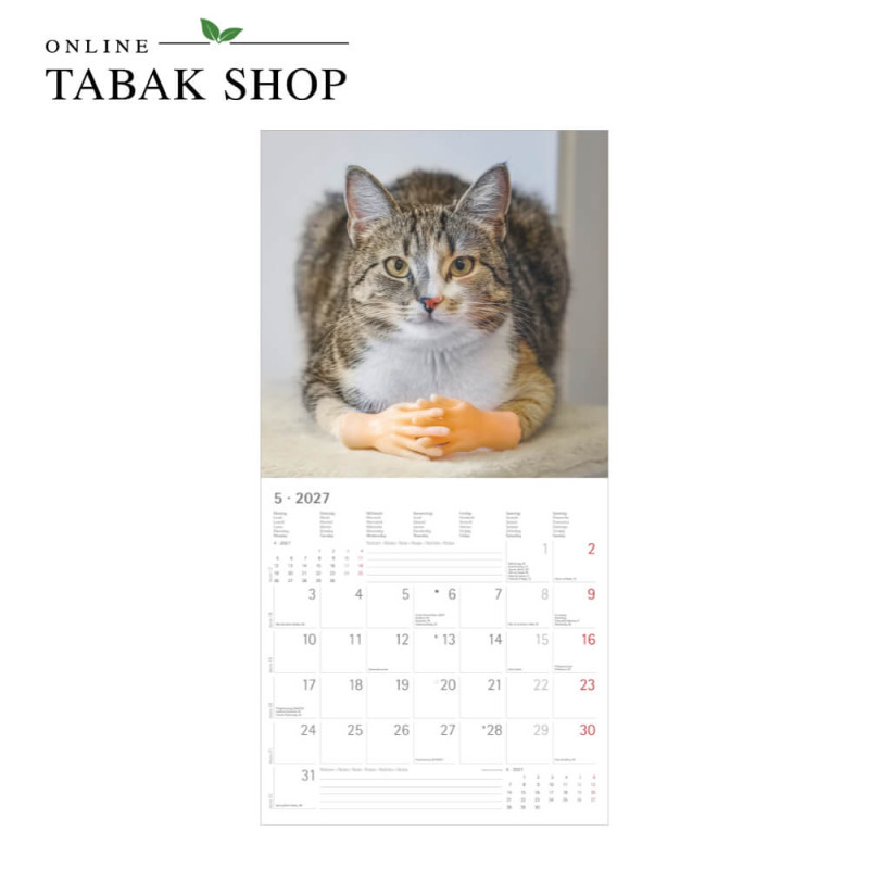 Funny Cats (Wandkalender) Mai