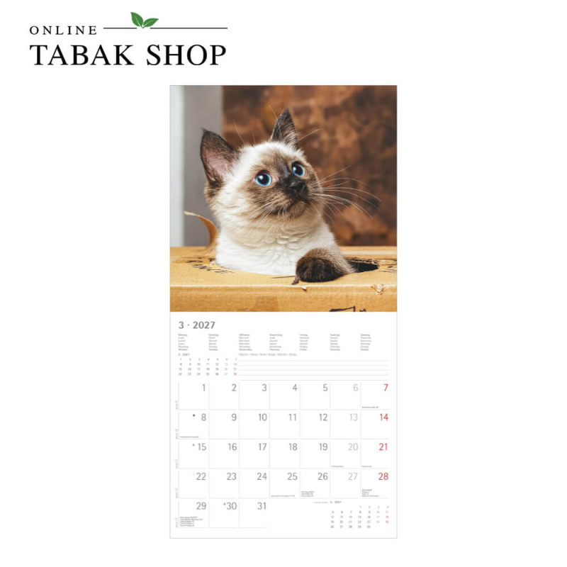Funny Cats (Wandkalender) März