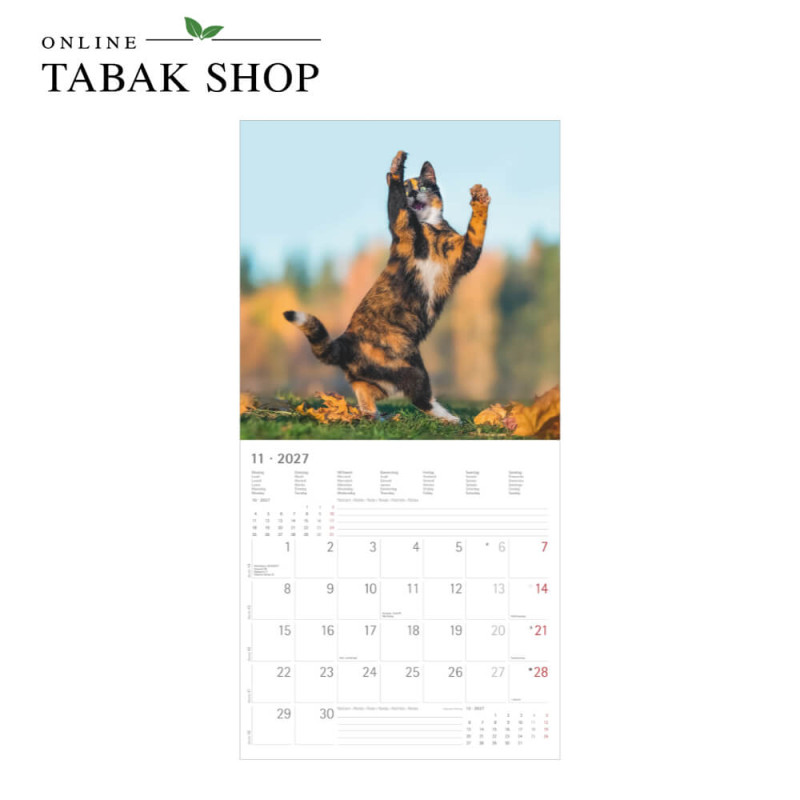 Funny Cats (Wandkalender) November