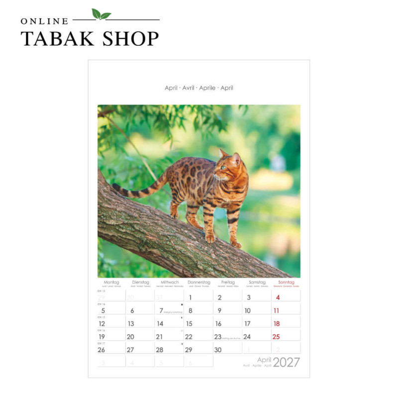 Alpha Edition Katzen Wandkalender 2027 April