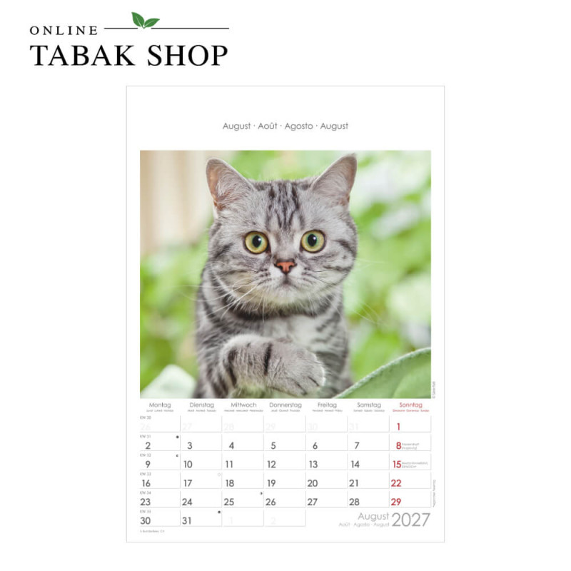 Alpha Edition Katzen Wandkalender 2027 August