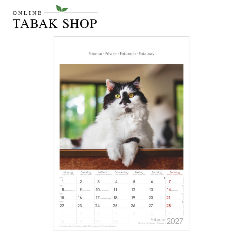 Alpha Edition Katzen Wandkalender 2027 Februar