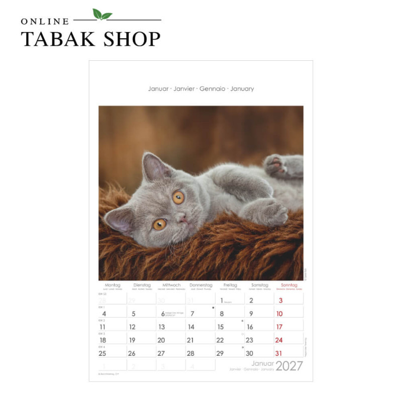Alpha Edition Katzen Wandkalender 2027 Januar