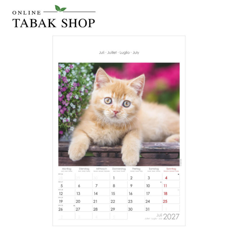 Alpha Edition Katzen Wandkalender 2027 Juli