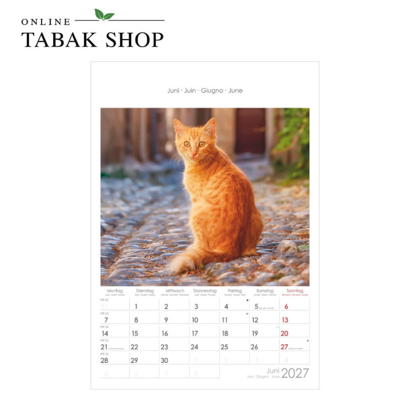 Alpha Edition Katzen Wandkalender 2027 Juni