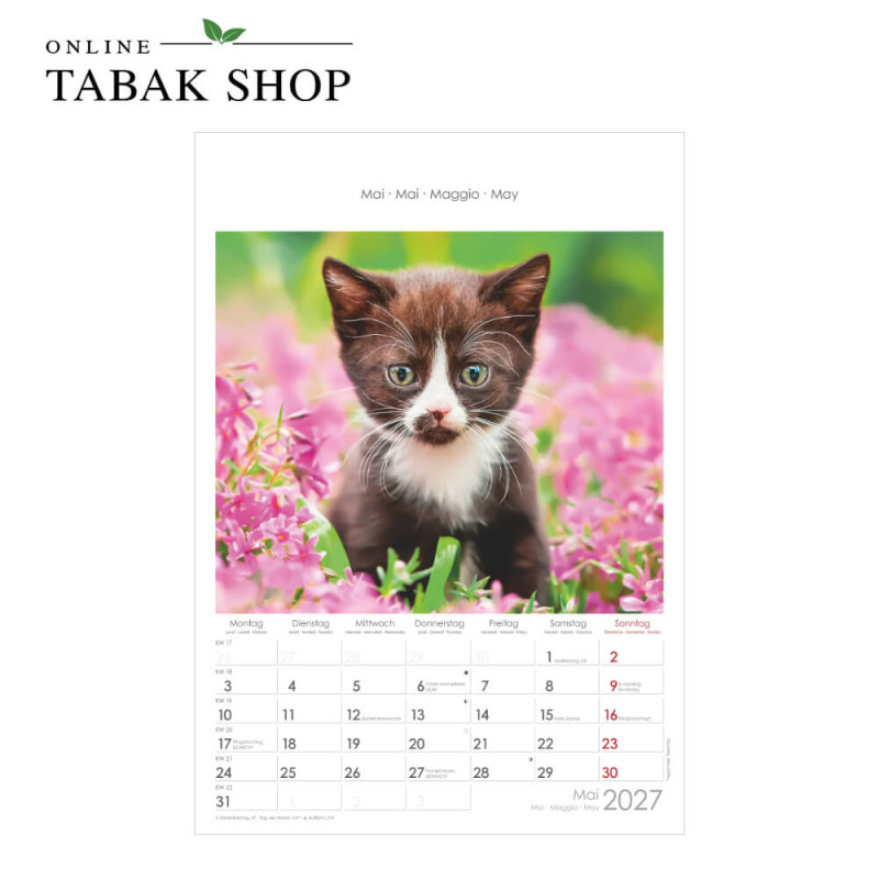 Alpha Edition Katzen Wandkalender 2027 Mai