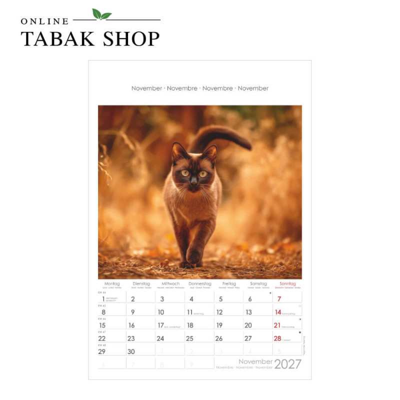 Alpha Edition Katzen Wandkalender 2027 November