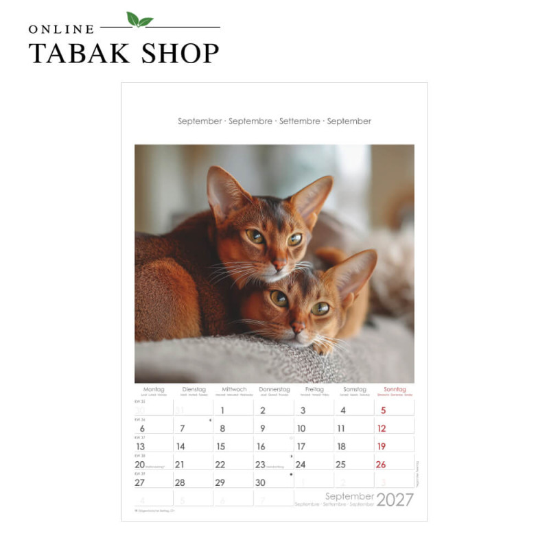 Alpha Edition Katzen Wandkalender 2027 September
