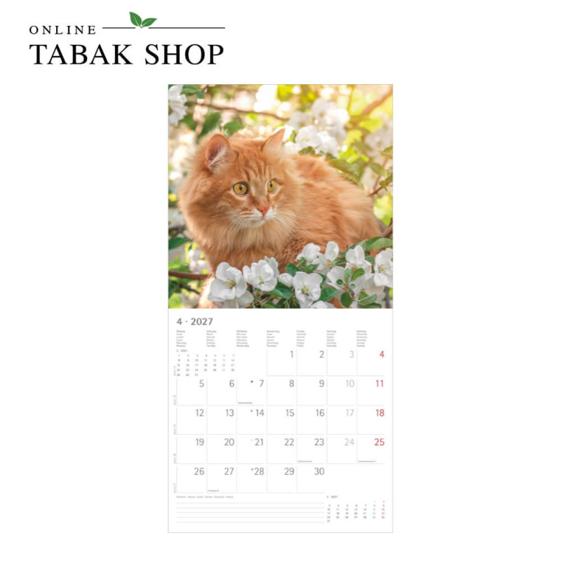 Alpha Edition Katzenkalender 2027 als Broschürenkalender April