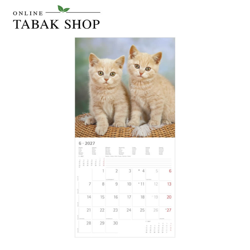 Alpha Edition Katzenkalender 2027 als Broschürenkalender Juni