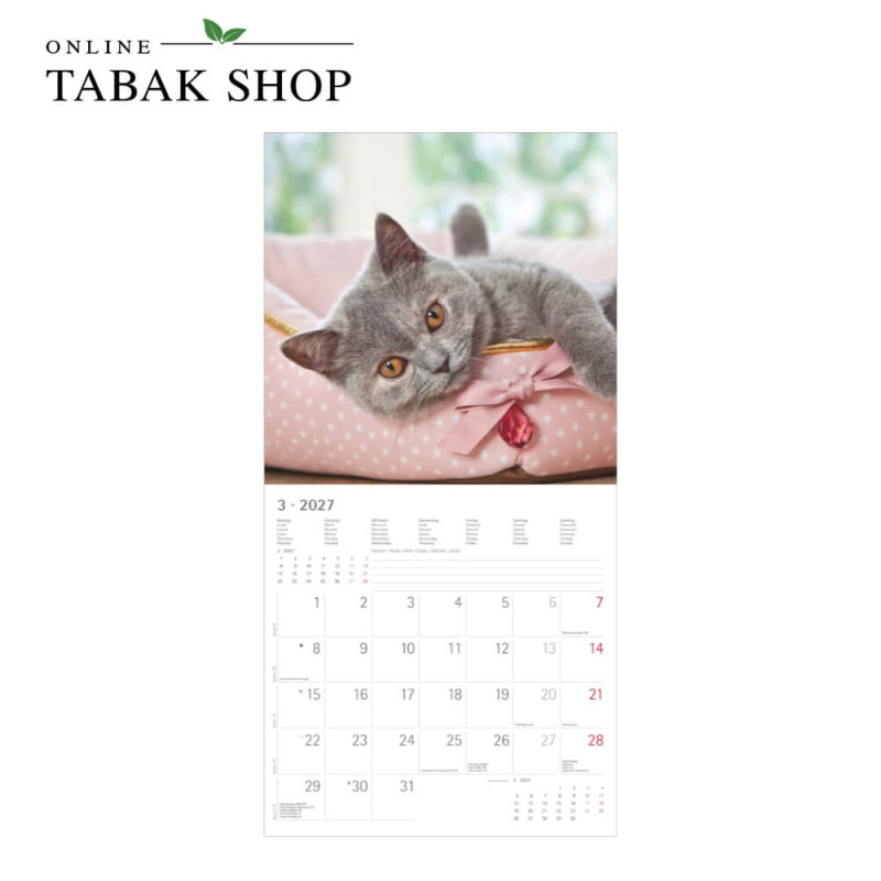 Alpha Edition Katzenkalender 2027 als Broschürenkalender März