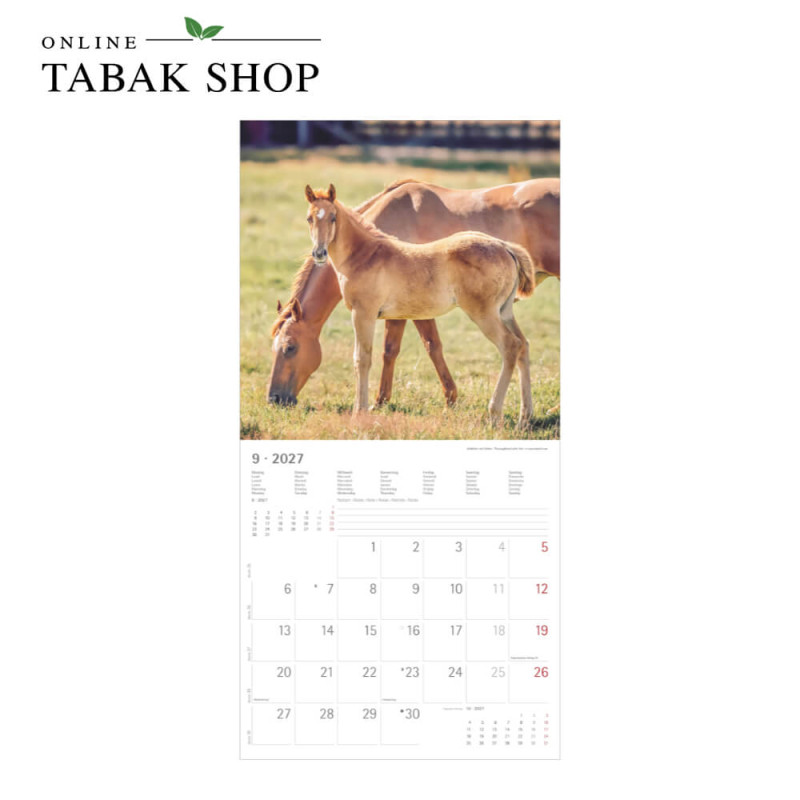 Alpha Edition Pferde Kalender 2027 als Wandkalender September