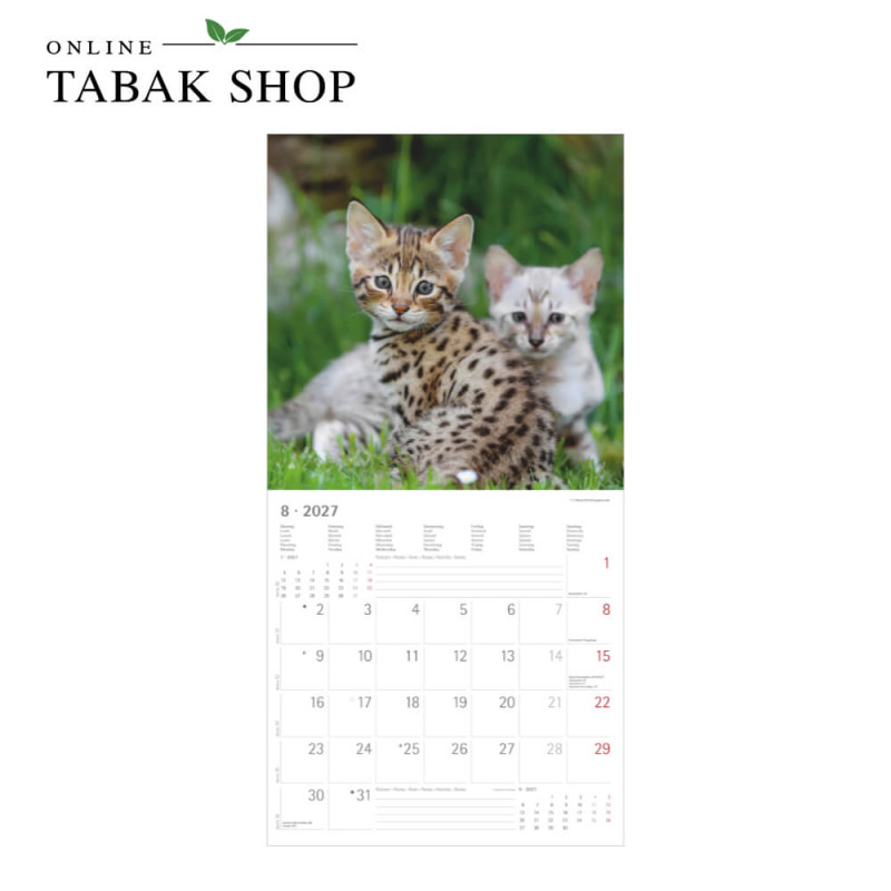 Alpha Edition Katzenkalender 2027 Samtpfötchen mit Poster August