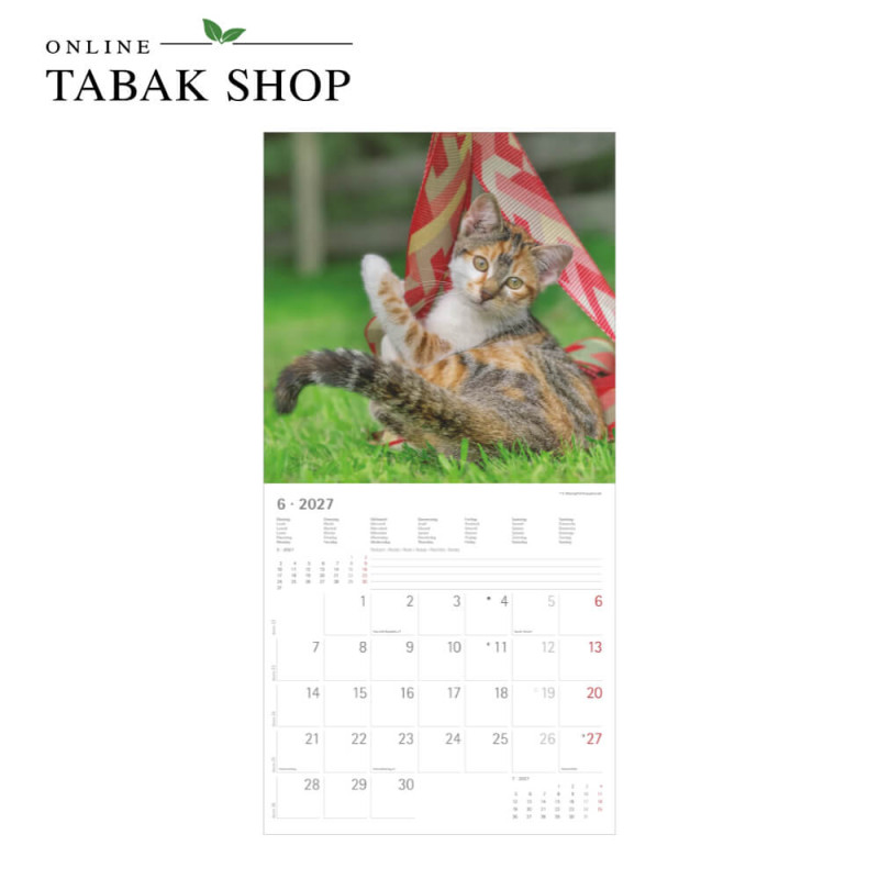 Alpha Edition Katzenkalender 2027 Samtpfötchen mit Poster Juni