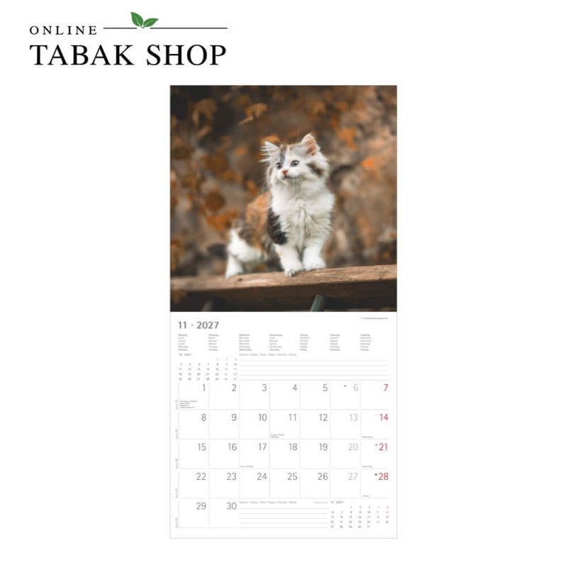 Alpha Edition Katzenkalender 2027 Samtpfötchen mit Poster November