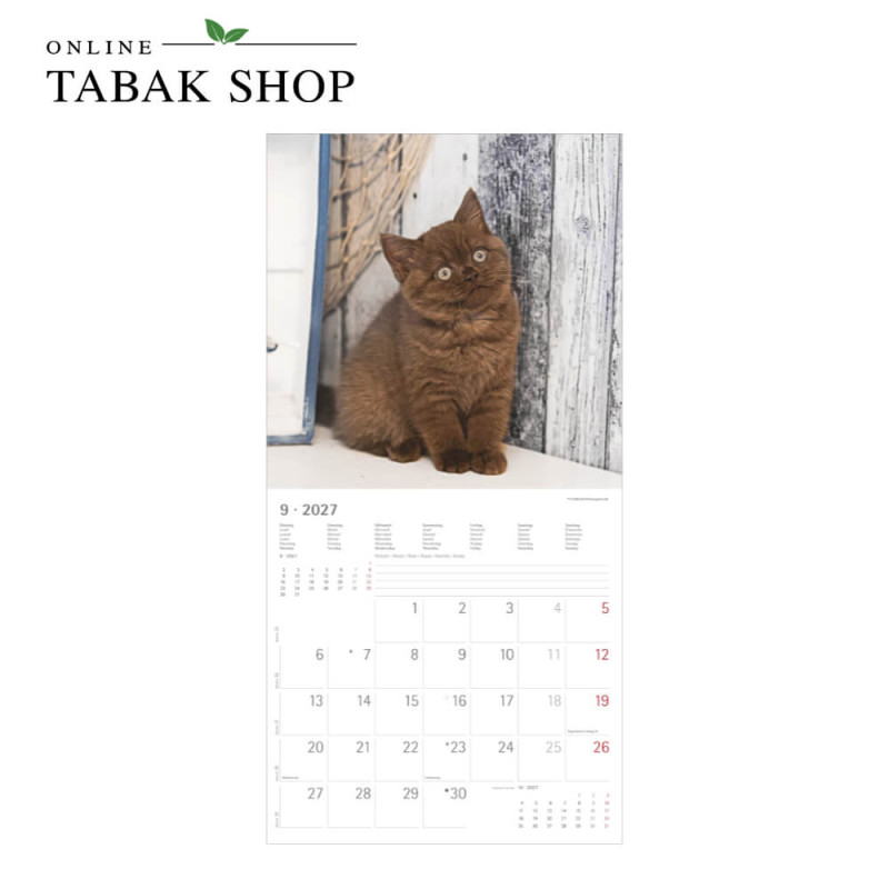 Alpha Edition Katzenkalender 2027 Samtpfötchen mit Poster September