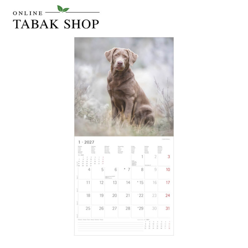 Alpha Edition Hunde Kalender 2027 als Wandkalender Januar