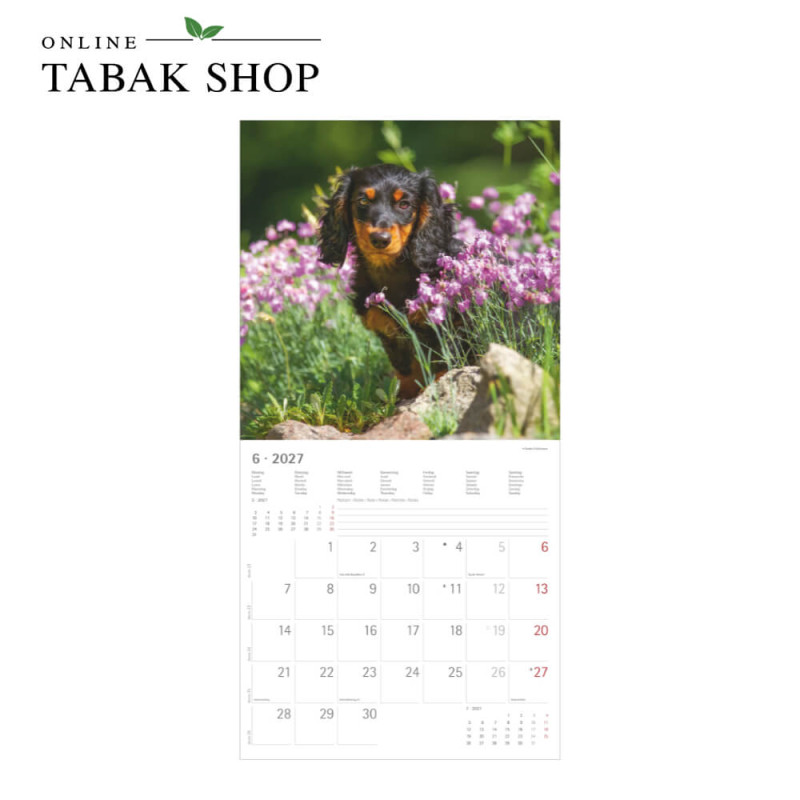 Alpha Edition Hunde Kalender 2027 als Wandkalender Juni
