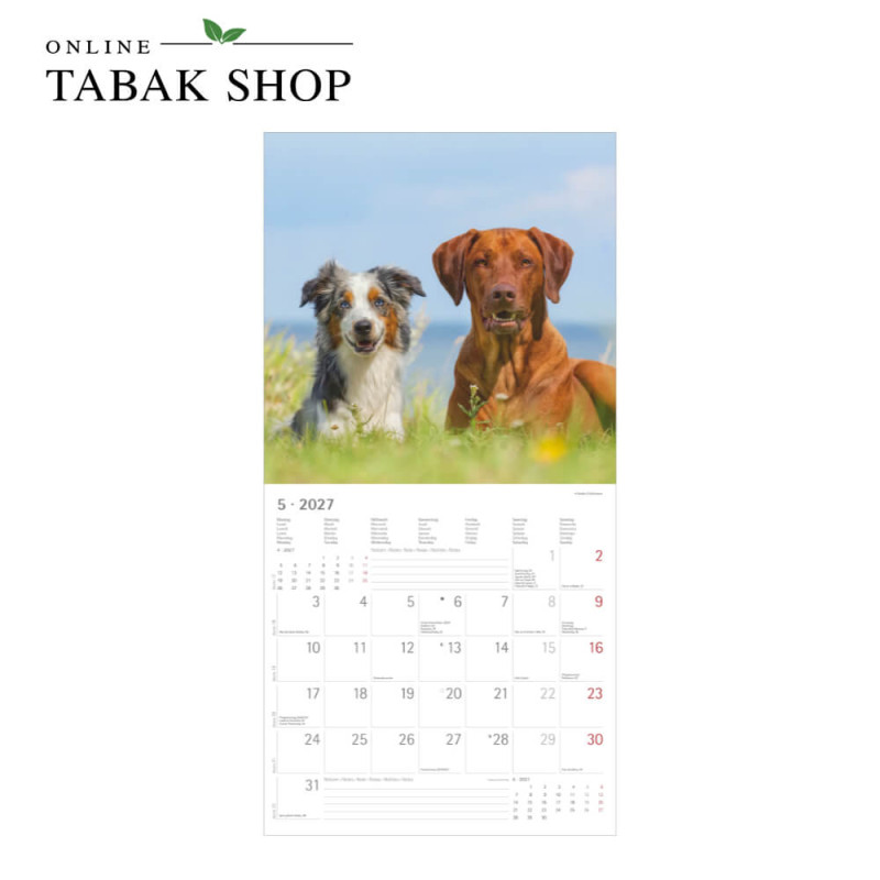 Alpha Edition Hunde Kalender 2027 als Wandkalender Mai