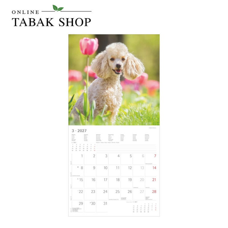 Alpha Edition Hunde Kalender 2027 als Wandkalender März