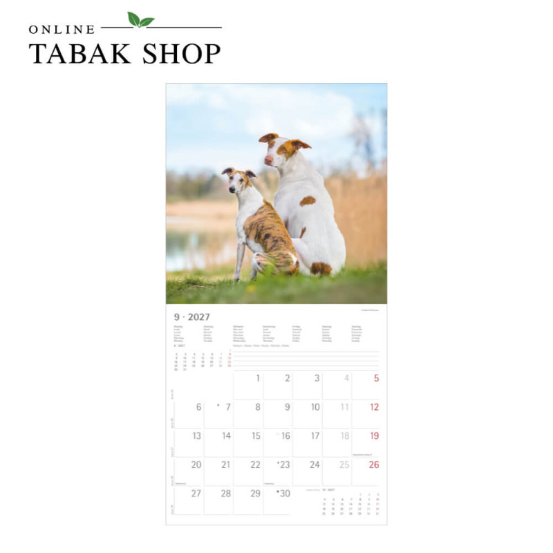Alpha Edition Hunde Kalender 2027 als Wandkalender September